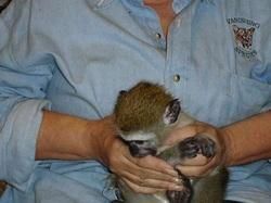 Baby Capuchin Monkeys For Sale