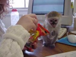 cute and Adorable Capuchin Monkeys