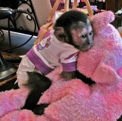 Healthy Baby Capuchin Monkeys for loving homes