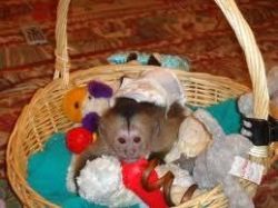 Cute and sweet Baby capuchin monkeys available