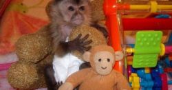 Friendly Capuchin Monkeys For Adoption