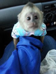 Two lovely capuchin monkeys available.