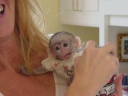 Healthy and lovely baby Capuchin monkeys.