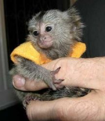 Home trained Babies Pygmy Marmoset available