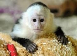 Capuchin Monkeys Babies Ready.text At : xxxxxxxxxx