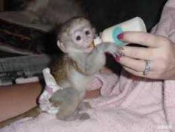 Outstand baby capuchin monkey for adoption