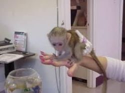 capuchin monkey for sale very good to be with