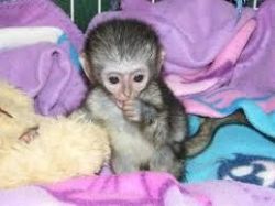 Monkeys for free adoption