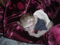 Home Trained Capuchin monkeys for adoption