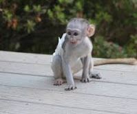 twin babies Marmoset Monkey
