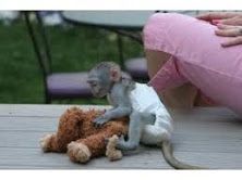Sweet twin babies Marmoset Monkey