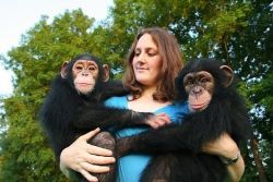 Baby Africas Chimpanzee Monkeys