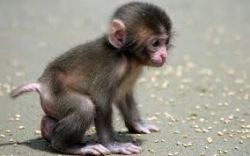 baby finger monkeys, finger monkey adoption, cage setup, breeding, col