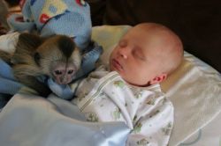 15 weeks capuchin monkey