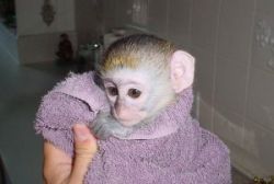Healthy Capuchin Monkeys For Adoption 12 week old baby capuchin monkey