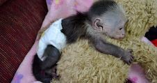 Wonderful Lovely Capuchin monkeys for adoption
