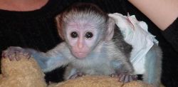 Lovely Baby Capuchin Monkey for sale