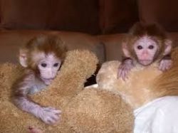 Cute Capuchin Monkeys Available