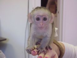 Cute, Healthy Capuchin Monkeys