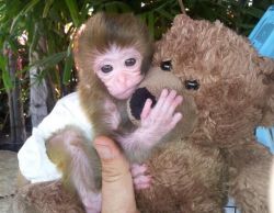 Capuchin Monkey Sweet Babies