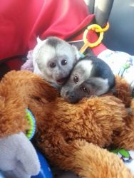 capuchin monkeys for sale