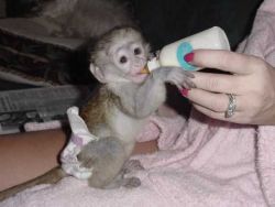 Capuchin Monkey for sale Text:(xxx) xxx-xxx2