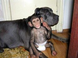 Baby Chimpanzee for sale