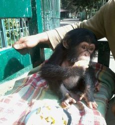 Baby Chimpanzees for sale