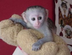 Baby Capuchin Monkey need loving homes