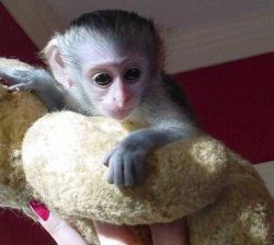 Playful Baby Capuchin Monkeys for good homes