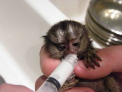 Healthy Baby Marmoset Monkeys for adoption