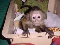 Cute Little Girl Capuchin Monkeys available text us xxxxxxxxxx