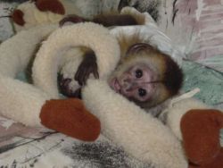 Baby Face Capuchin Monkeys For Rehoming (xxx)-xxx-xxxx
