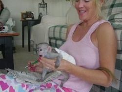 Capuchin Monkey Babies for adoption call or text us on (xxx)-xxx-xxxx