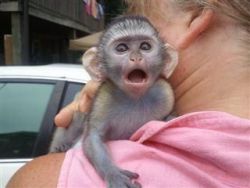 Capuchin Monkey Babies for adoption call or text us on (xxx)-xxx-xxxx