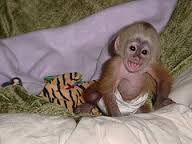 we need a home for this baby capuchin monkey call xxxxxxxxxx