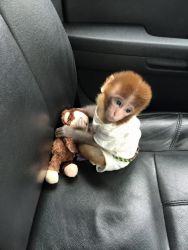 Baby Monkey Available
