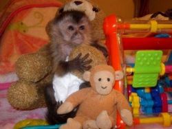 Well Tamed Capuchin Monkeys for sale.