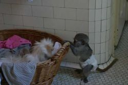 Capuchin Monkey babies for adoption call (xxx) xxx-xxx0