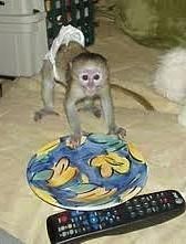 Gorgeous Baby Capuchin Monkey for rehoming .. Text (xxx) xxx-xxx9