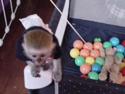 Capuchin Monkeys Available .. Text (xxx) xxx-xxx9