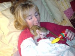3 months Old Capuchin Monkey for Sale TEXT AT (xxx)-xxx-xxxx .