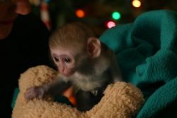 Marvelous Capuchin Monkeys for Sale $xxx (xxx) xxx-xxx9