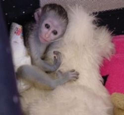 Healthy baby Capuchin Monkeys