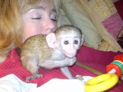 Adorable Capuchin Monkey 300$