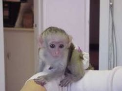 Capuchins monkey ready for thier foreverhomes