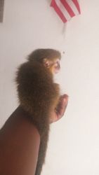 male good baby capuchin to go to a new home