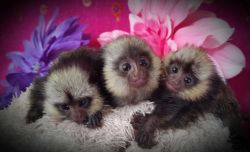 Energetic finger marmoset and Capuchin monkeys available