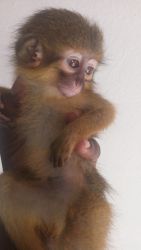 male capuchin monkey