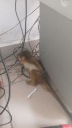 male monkey 3 months for new homexxxxxxxxxx call us